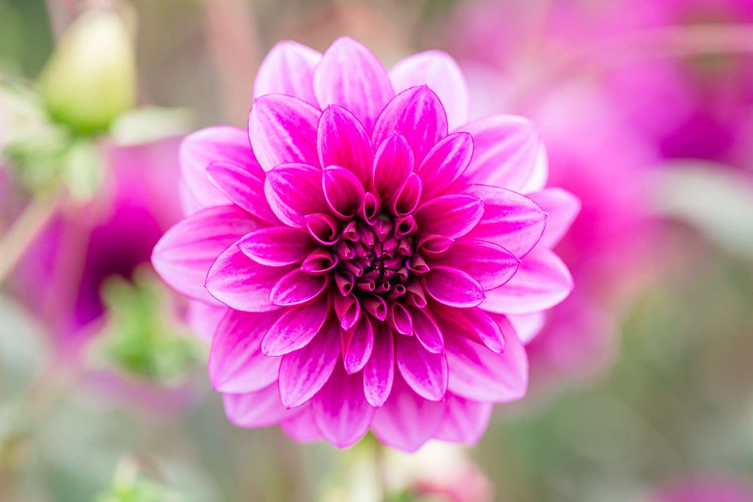 Daalia 'Blue Bell'
